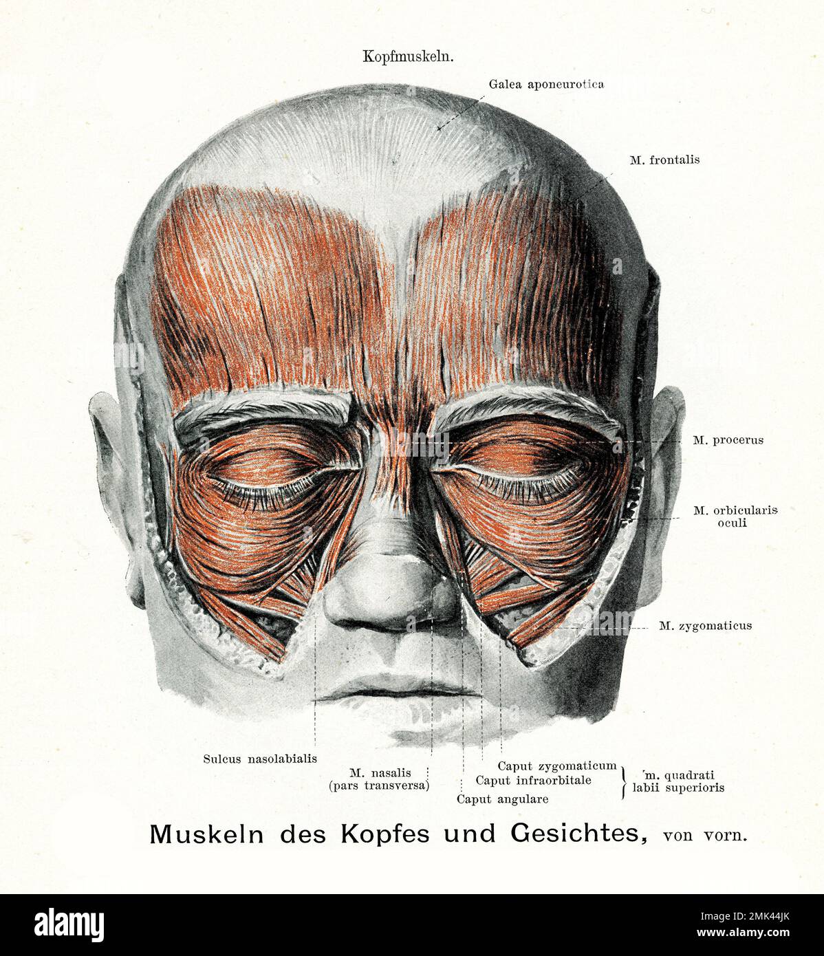 Illustrazione vintage della muscolatura della testa e del viso con descrizioni anatomiche Foto Stock