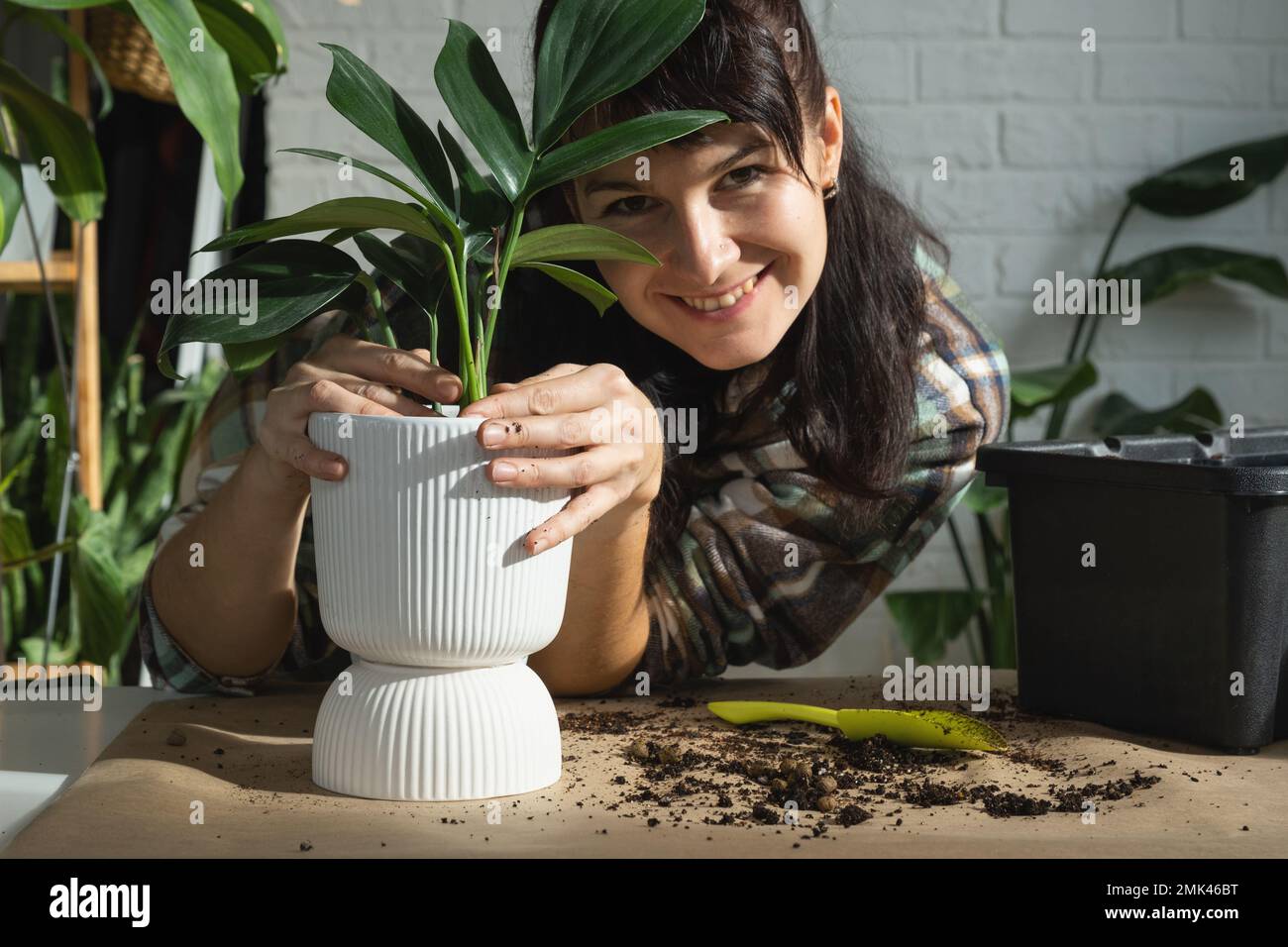 Repellendo una pianta di casa Philodendron Dragon Tail in una nuova pentola all'interno della casa. Cura per una pianta in vaso, mani primo piano Foto Stock