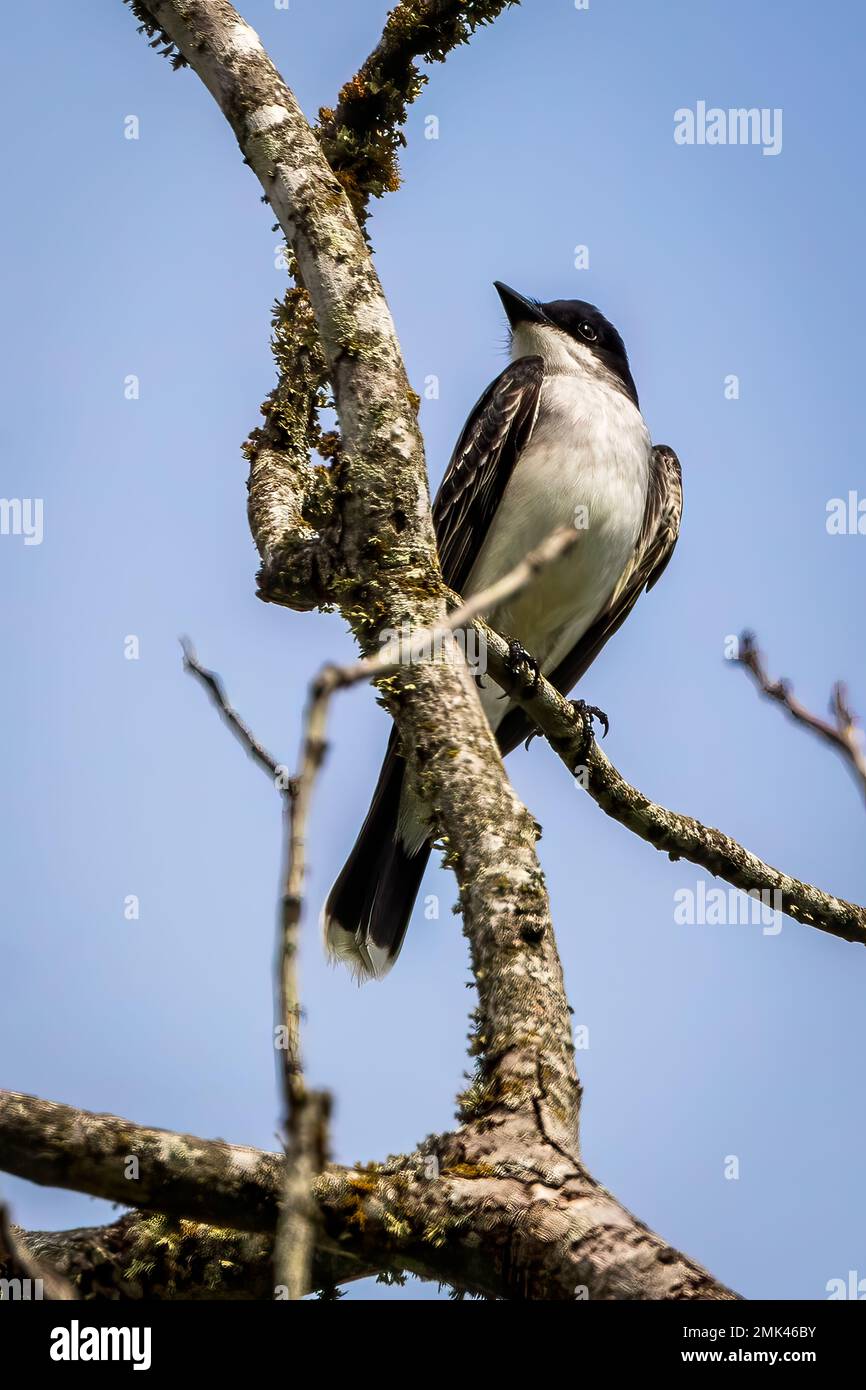 Kingbird orientale Foto Stock