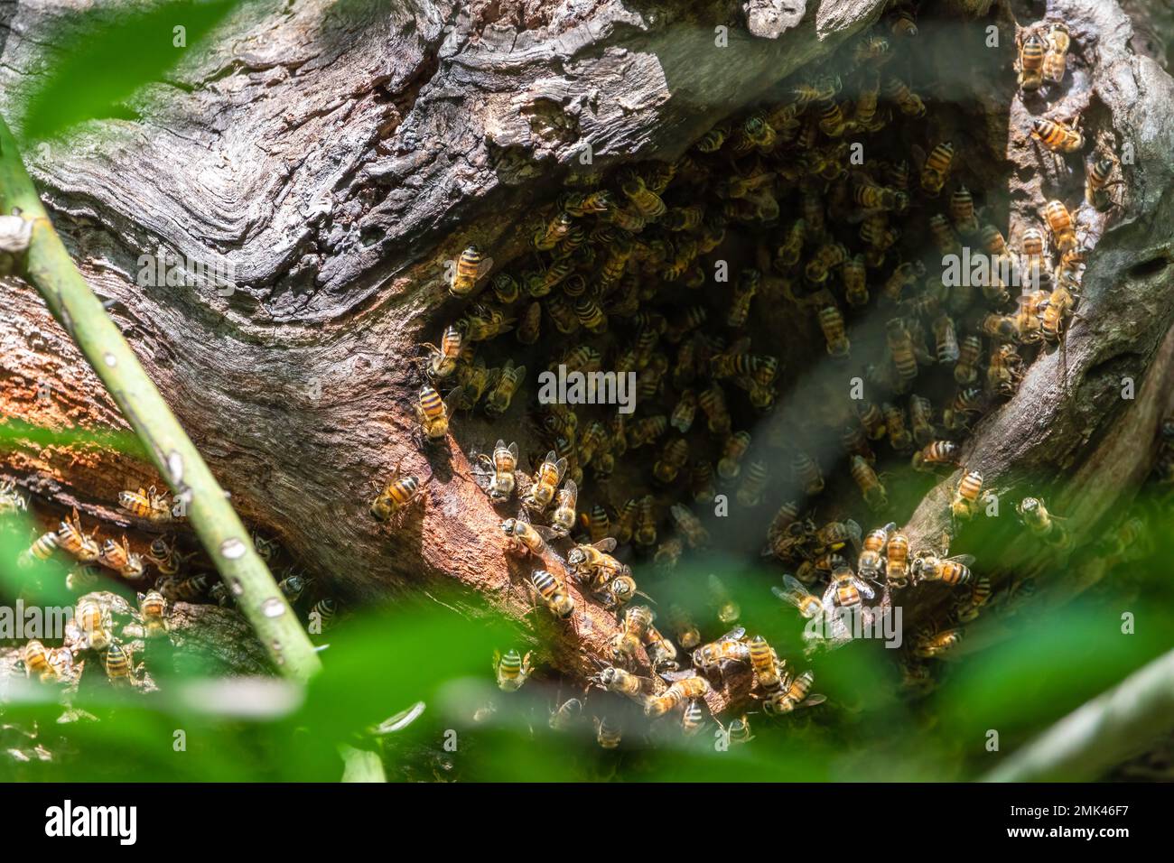 Nido di api di miele Foto Stock