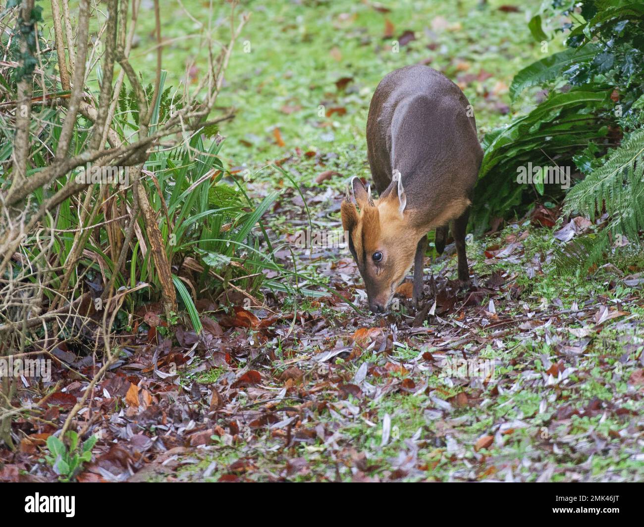 Il capriolo muntjac di Reeve (Muntiacus reevesi) pascola un prato in inverno, Wiltshire, Regno Unito, gennaio. Foto Stock