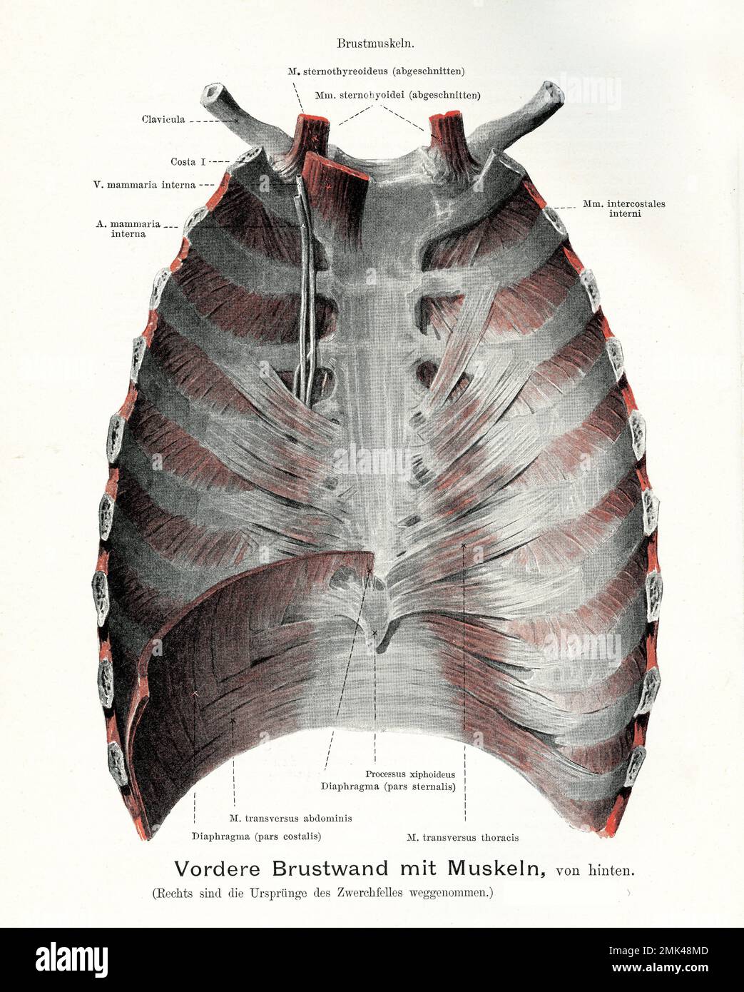 Illustrazione vintage dell'anatomia della gabbia toracica anteriore con muscoli, con descrizioni anatomiche tedesche Foto Stock