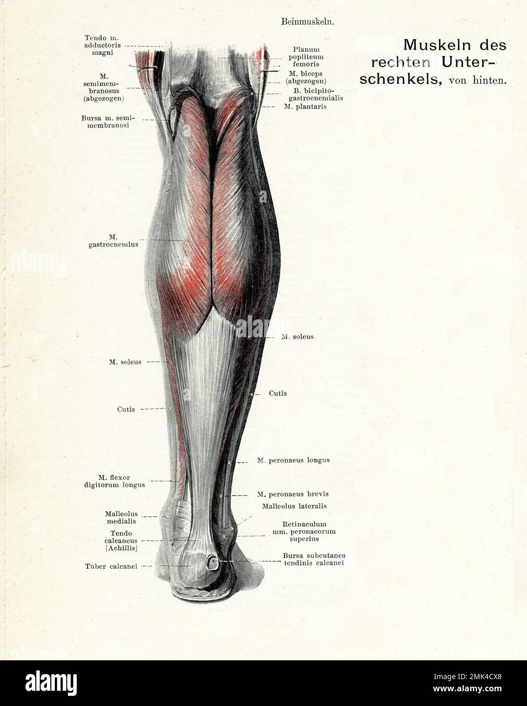 Illustrazione vintage della muscolatura anatomica della vista posteriore della gamba inferiore, con descrizioni anatomiche tedesche Foto Stock