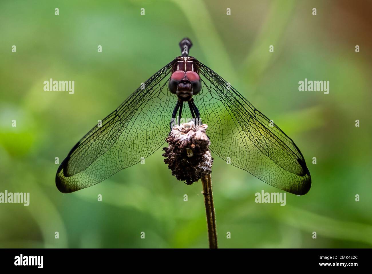 Dragonfly in appoggio su di un ramo Foto Stock