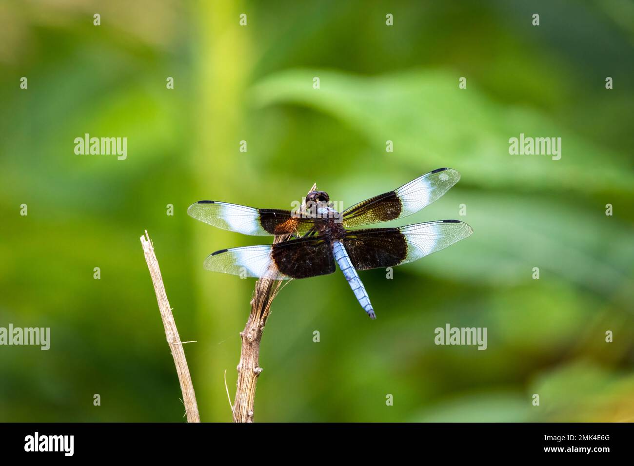 Dragonfly in appoggio su di un ramo Foto Stock