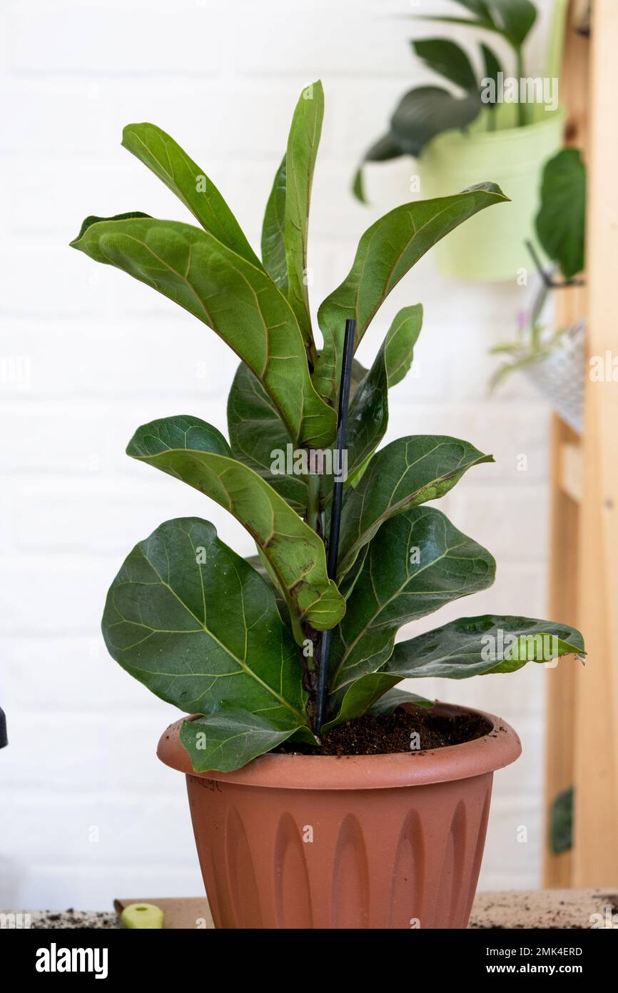 Home pianta Ficus lyrata in una nuova pentola. Cura e riproduzione di una pianta in vaso, Foto Stock