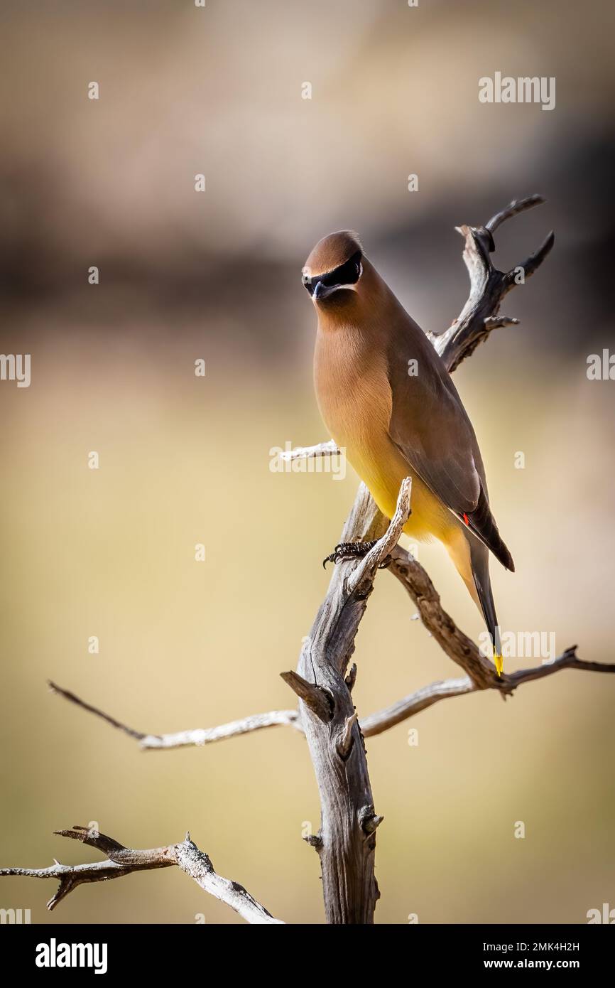 Cedar waxwing uccello che riposa su un ramo Foto Stock