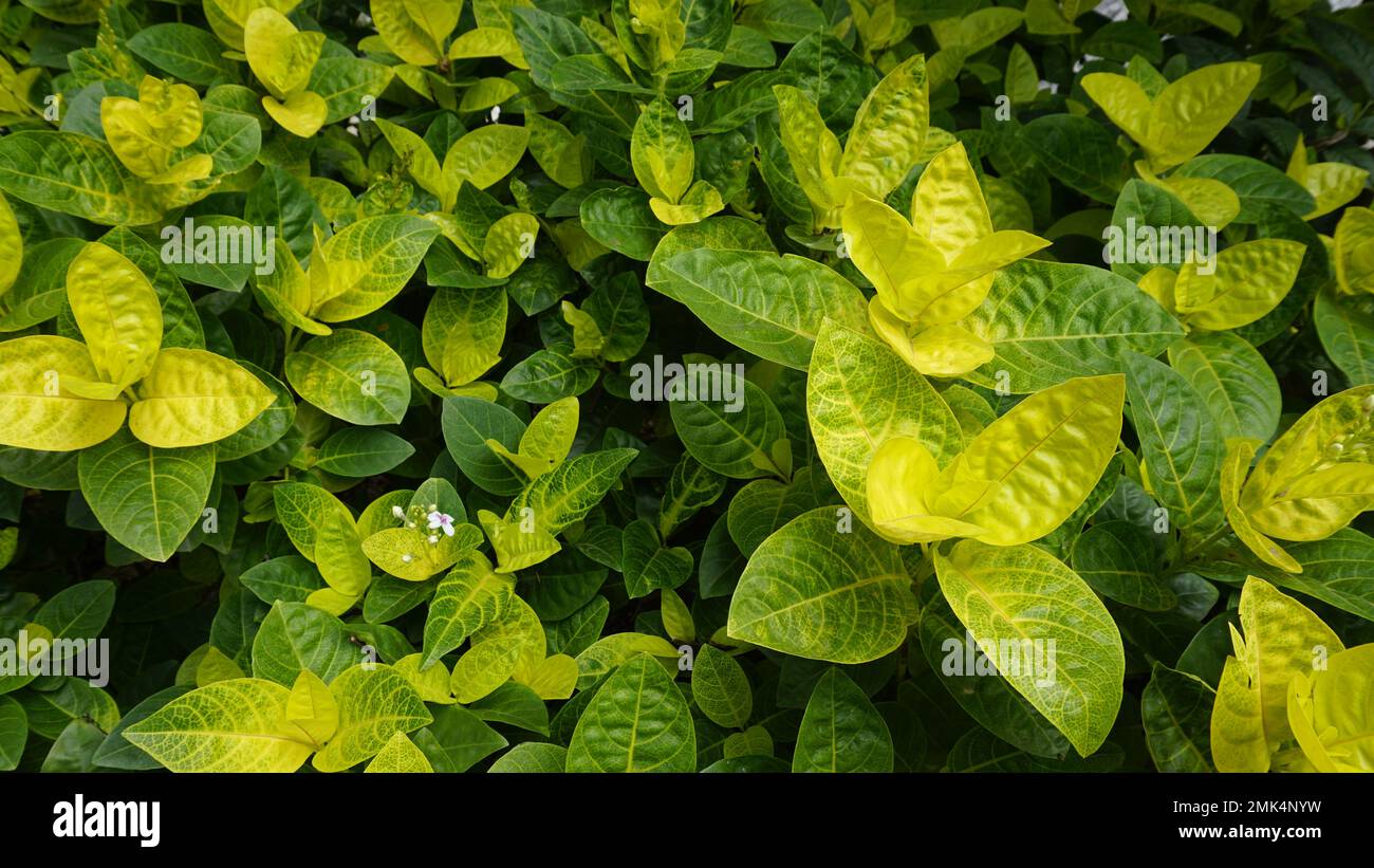 Primo piano di fresche foglie verdi lussureggianti di Pseuderanthemum carruthersii noto come Carruthers falseface. Piante decorative da giardino. Sfondo. Foto Stock