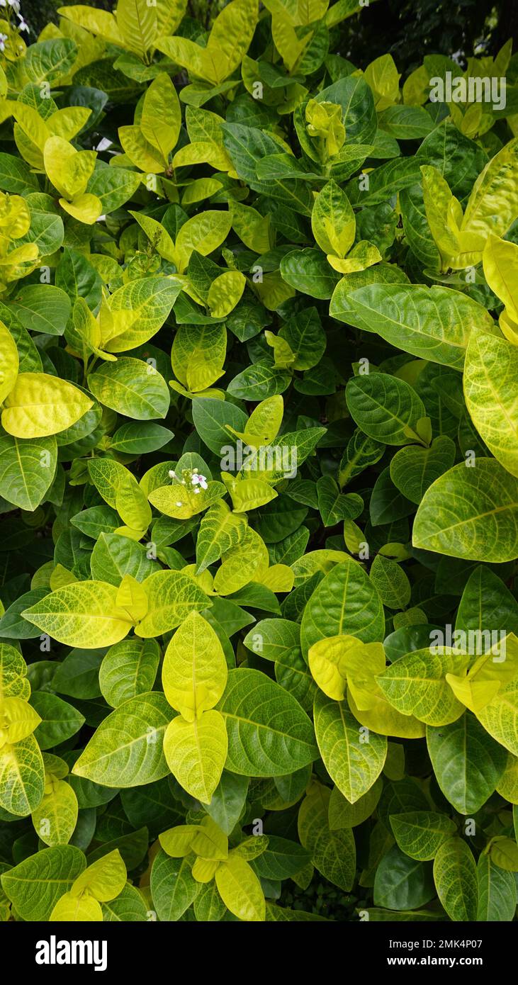Primo piano di fresche foglie verdi lussureggianti di Pseuderanthemum carruthersii noto come Carruthers falseface. Piante decorative da giardino. Sfondo. Foto Stock