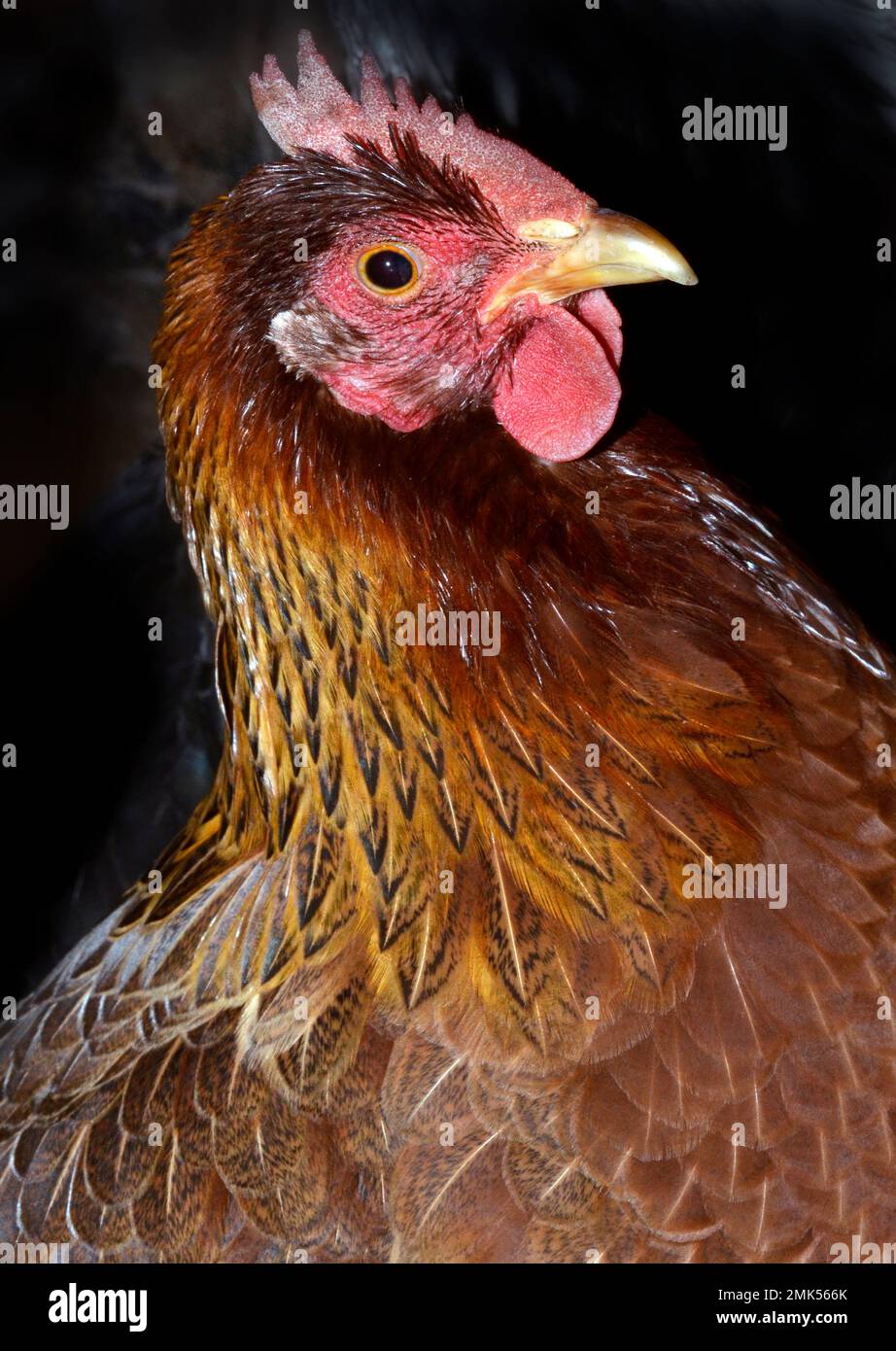 galline ovaiole Foto Stock