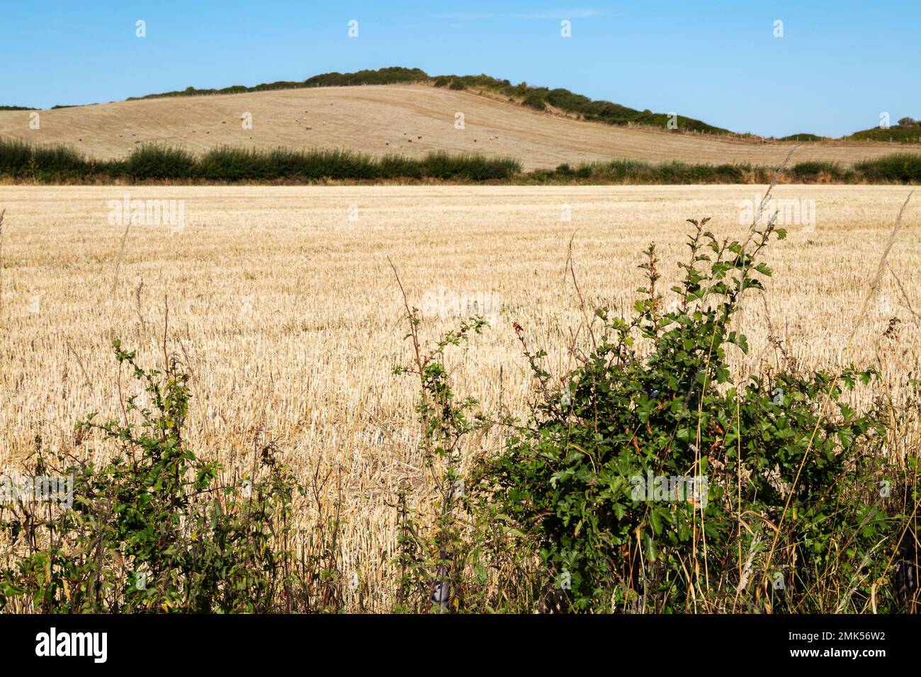 Terreno agricolo secco vicino a East Quantoxhead, durante la siccità del 2022 agosto, Regno Unito Foto Stock