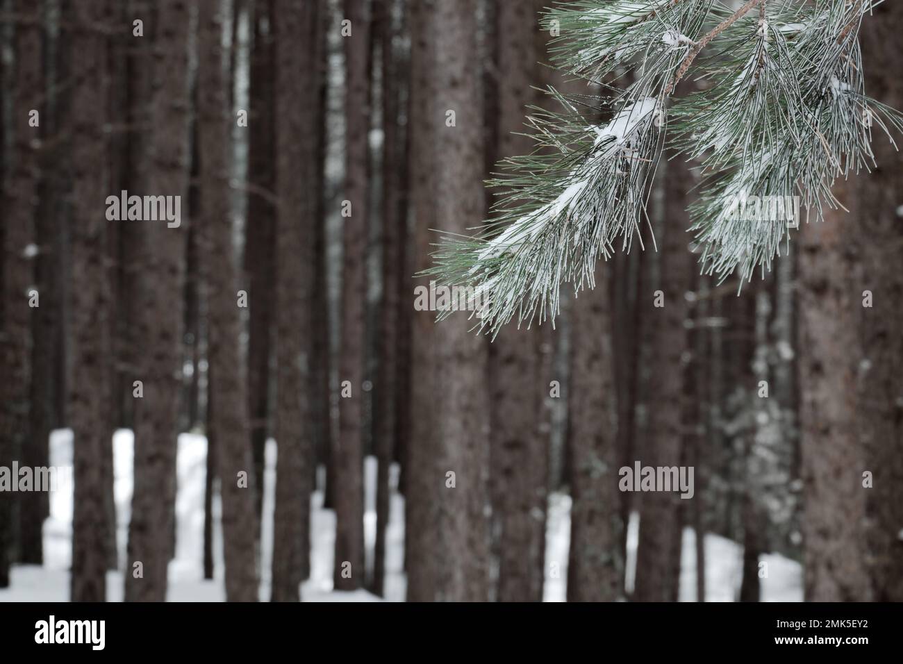 Ramo di aghi di pino sullo sfondo tronchi di pineta in inverno della Sicilia, Parco Nazionale dell'Etna, Italia Foto Stock