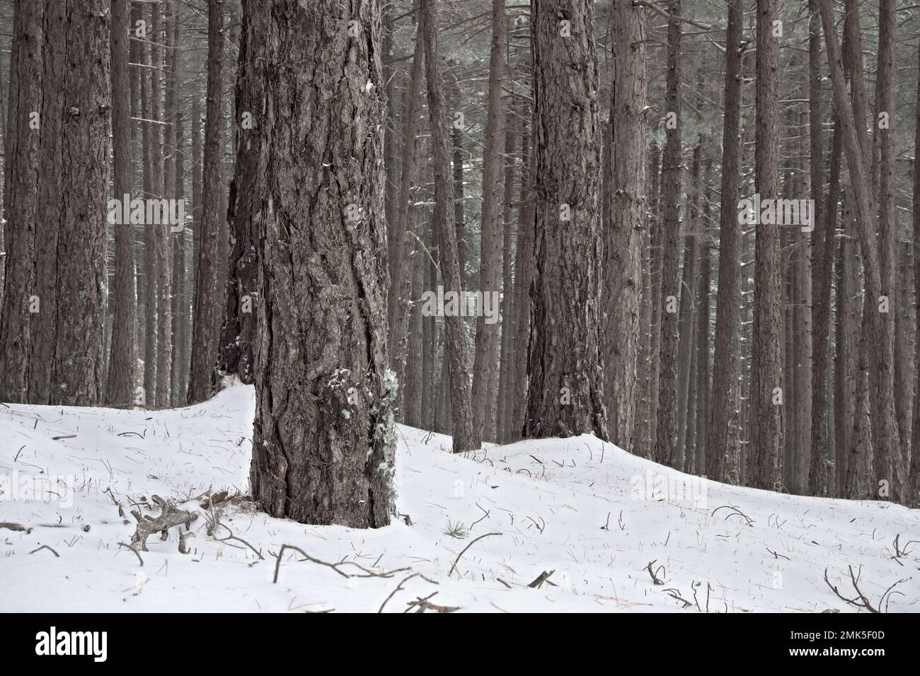 Tronco di pino sullo sfondo una pineta in inverno della Sicilia, Parco Nazionale dell'Etna, Italia Foto Stock