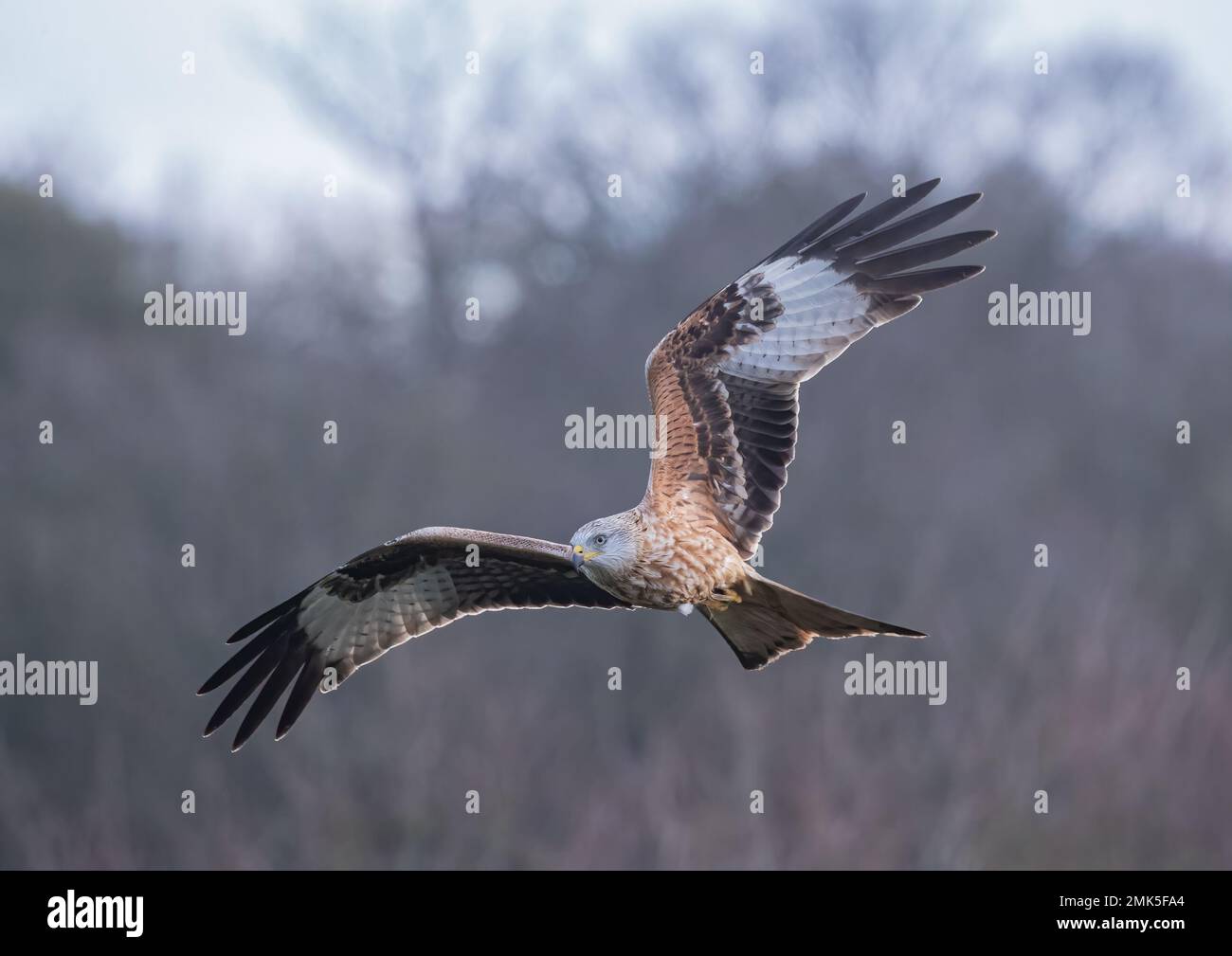 Primo piano di un aquilone rosso (Milvus milvus) che vola su uno sfondo boschivo. Riportato dall'orlo dell'estinzione nel Regno Unito . Suffolk Foto Stock