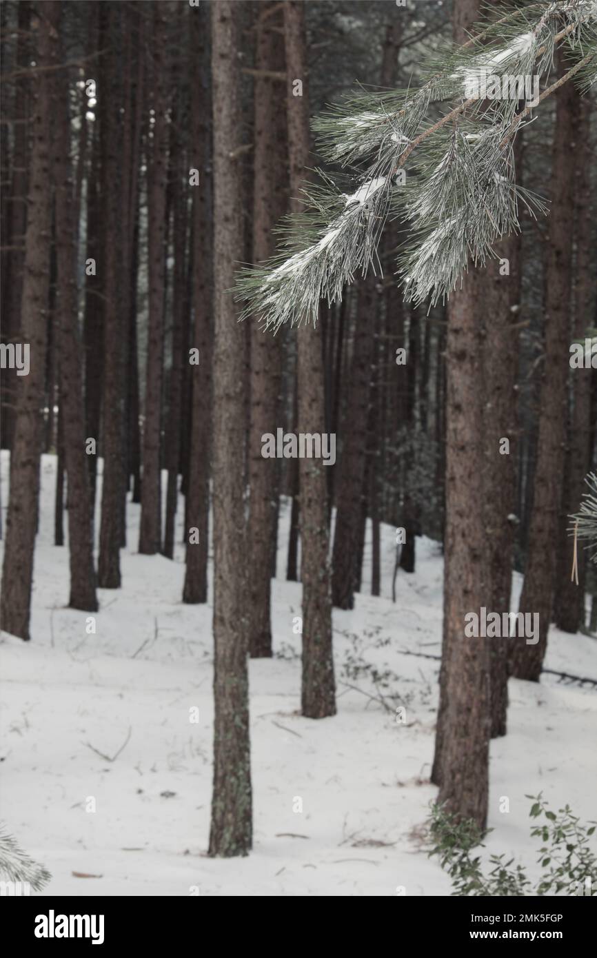 Ramo di aghi di pino sullo sfondo tronchi di pineta in inverno della Sicilia, Parco Nazionale dell'Etna, Italia Foto Stock