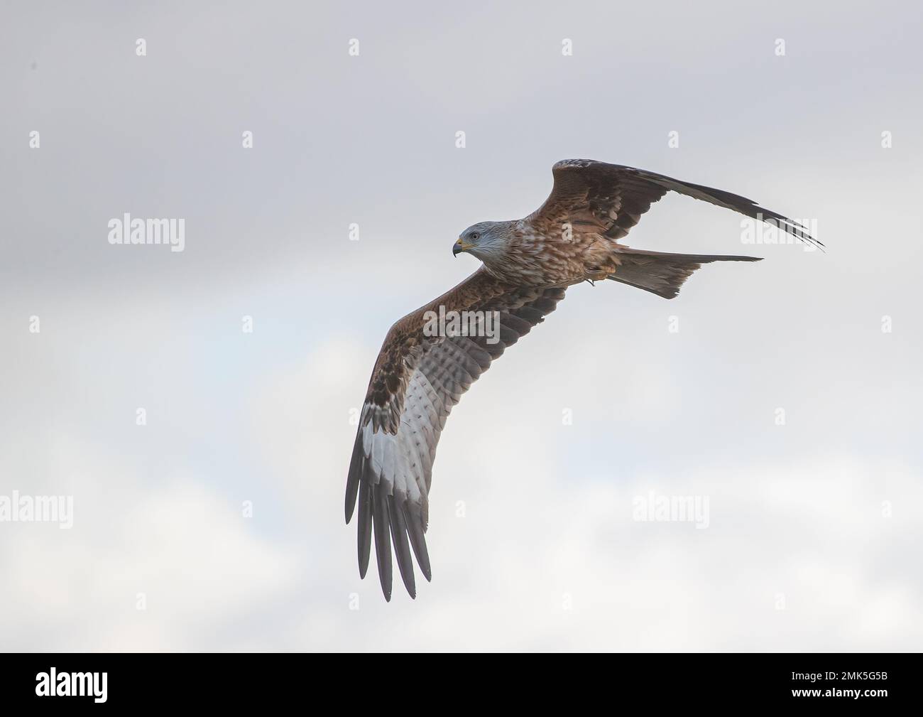 Primo piano di un coloratissimo Kite Rosso (Milvus milvus) in volo, che sorvola in un cielo limpido . Riportato dall'orlo dell'estinzione nel Regno Unito . Suffolk Foto Stock