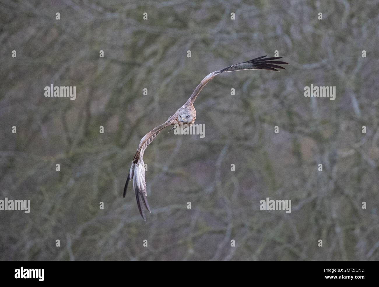 Primo piano di un aquilone rosso (Milvus milvus) che mostra le sue abilità di volo agile contro uno sfondo boschivo .. Suffolk Foto Stock