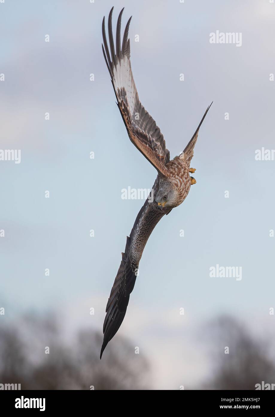 Colpo unico di un aquilone rosso (Milvus milvus) in aria mentre comincia è immersione spettacolare per catturare la preda sul terreno sottostante. Suffolk, Regno Unito. Foto Stock