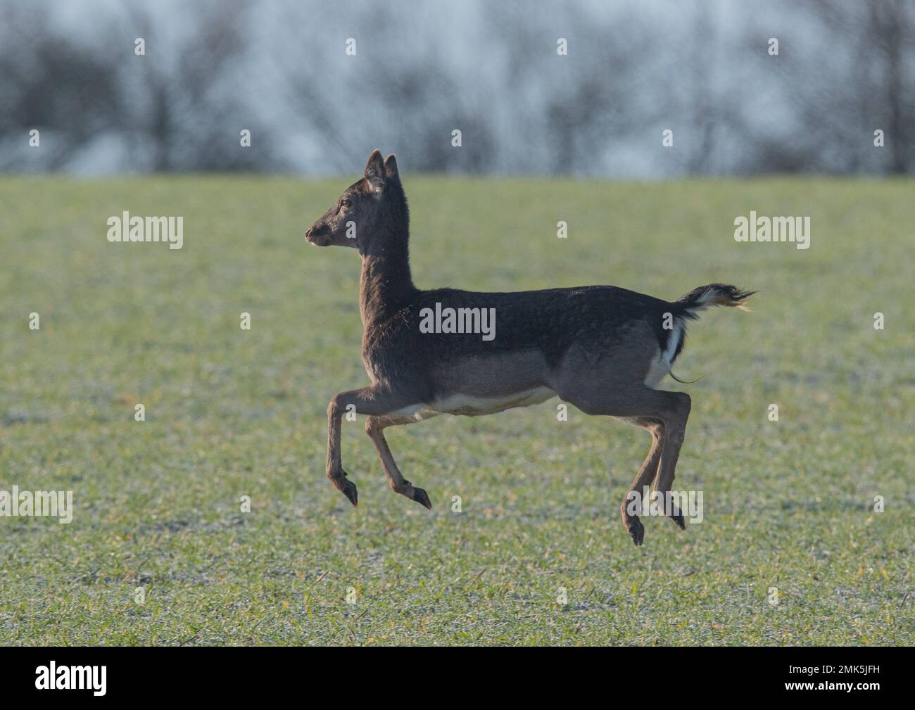 Un capriolo adulto che fa leva attraverso il raccolto degli agricoltori, tutti i piedi fuori terra che mostra il suo dressage si muove Una mattina gelida. Suffolk Italia. Foto Stock