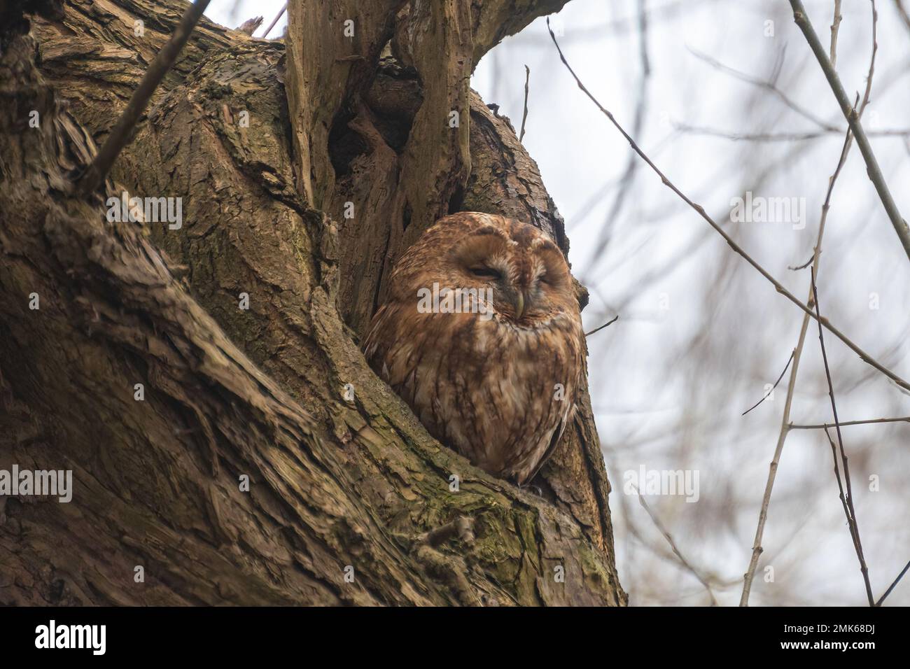 Tawny gufo (Strix aluco) arroccato roosting in un vecchio buco di salice un giorno d'inverno, Berkshire, Inghilterra, Regno Unito Foto Stock