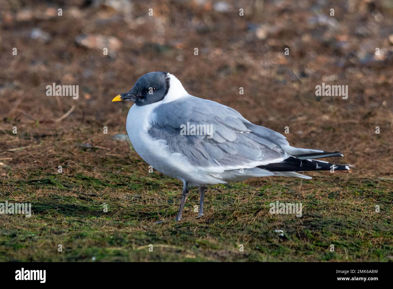 Gabbiano di Sabine (Xema sabini), uccello adulto in piumaggio completo, una rarità alla riserva naturale di Southmoor, Langstone Harbour, Hampshire, Inghilterra, Regno Unito Foto Stock