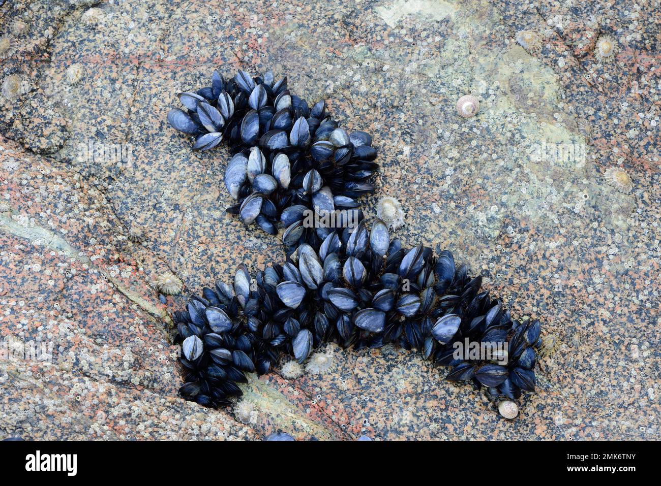 Mytilus (Mytilus edulis) sulla spiaggia, Saint Quay-Portrieux, Bretagna, Francia Foto Stock