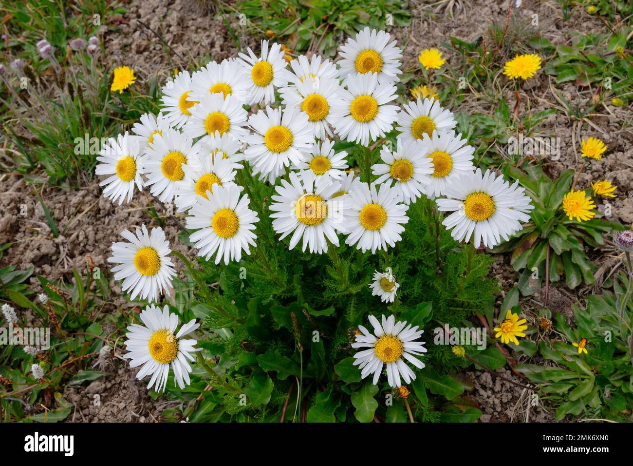Daisy alpino, Tian Shan montagne, Naryn Regione, Kirghizistan Foto Stock
