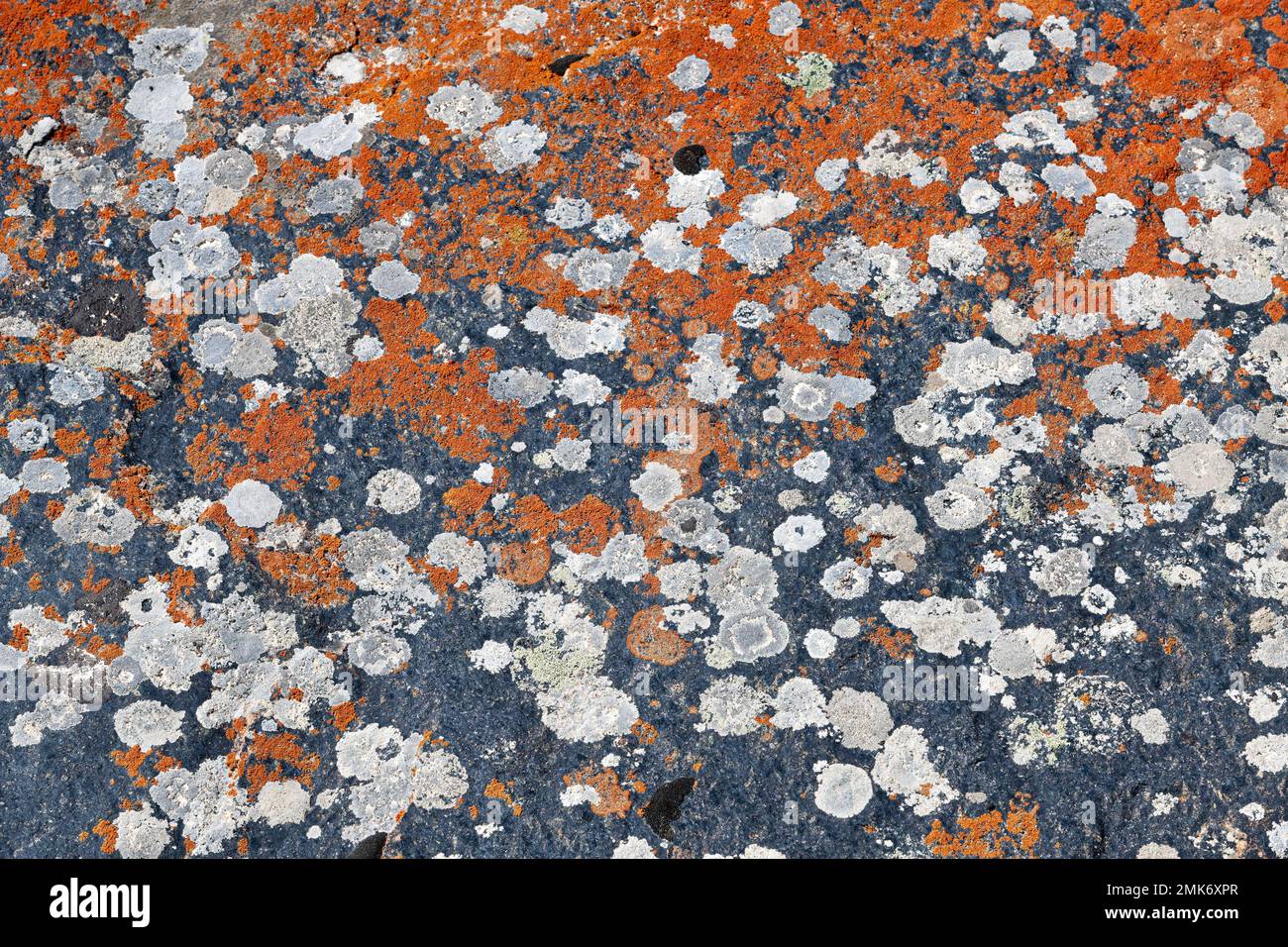 Rocce ricoperte di licheni, Tian Shan montagne, Naryn Regione, Kirghizistan Foto Stock