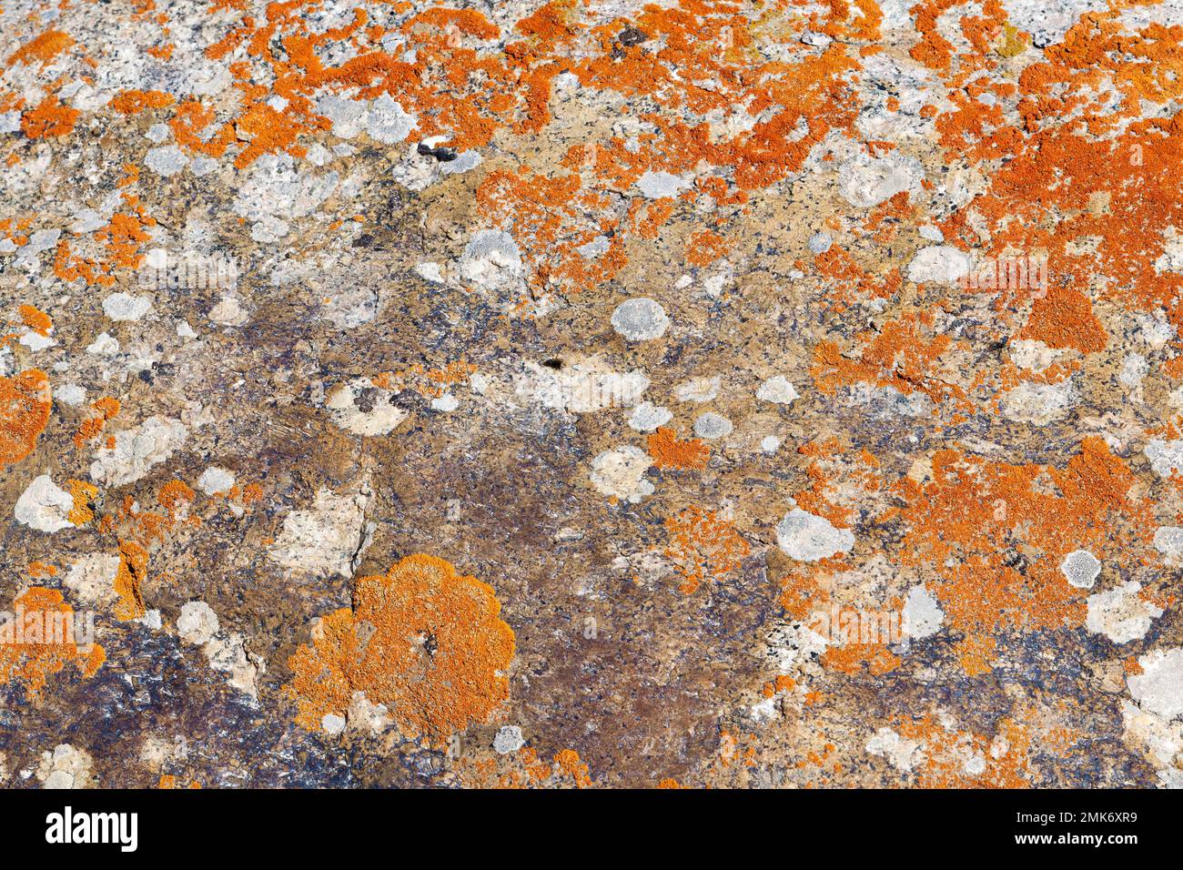 Rocce ricoperte di licheni, Tian Shan montagne, Naryn Regione, Kirghizistan Foto Stock