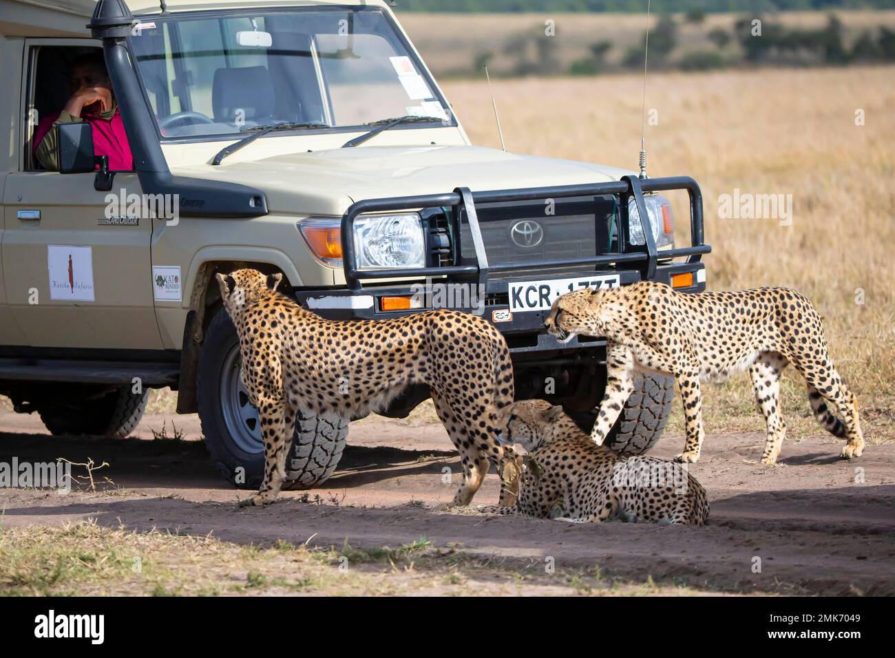 Cheetah (Acinonyx jubatus) 3 dei cinque ragazzi (sono una coalizione di 5 ghepardi maschi) Kenya Foto Stock