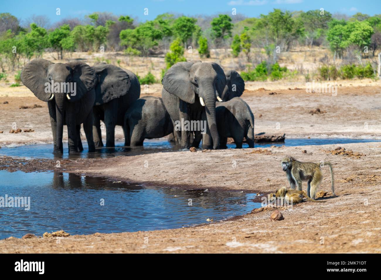 Baboon Chacma (Papio ursinus) bere in una buca d'acqua con elefanti sullo sfondo, Hwange National Park, Zimbabwe Foto Stock