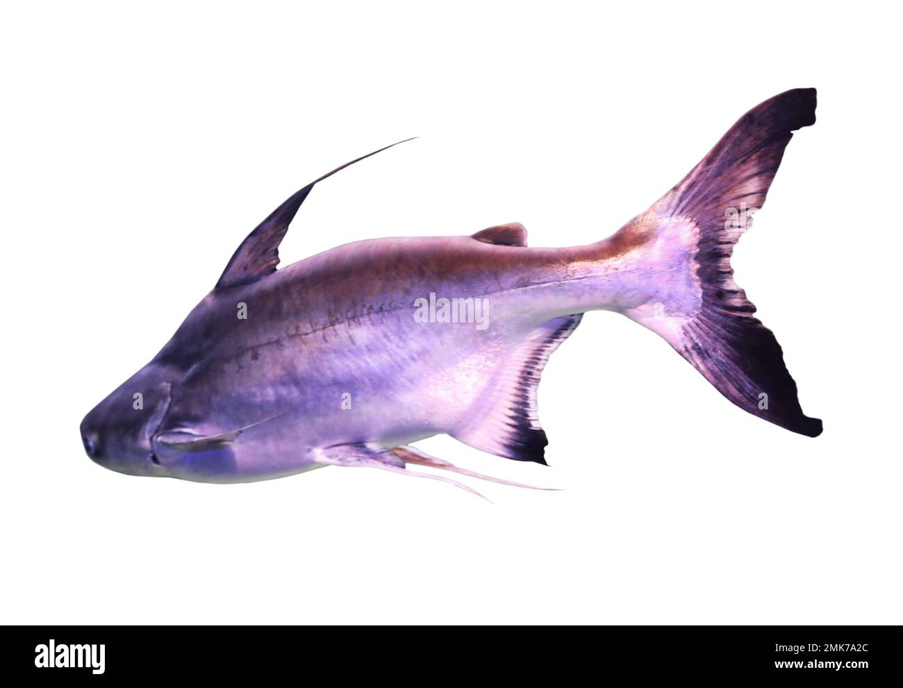 Pesce gatto di zoppa di gaff brillante su sfondo bianco Foto Stock