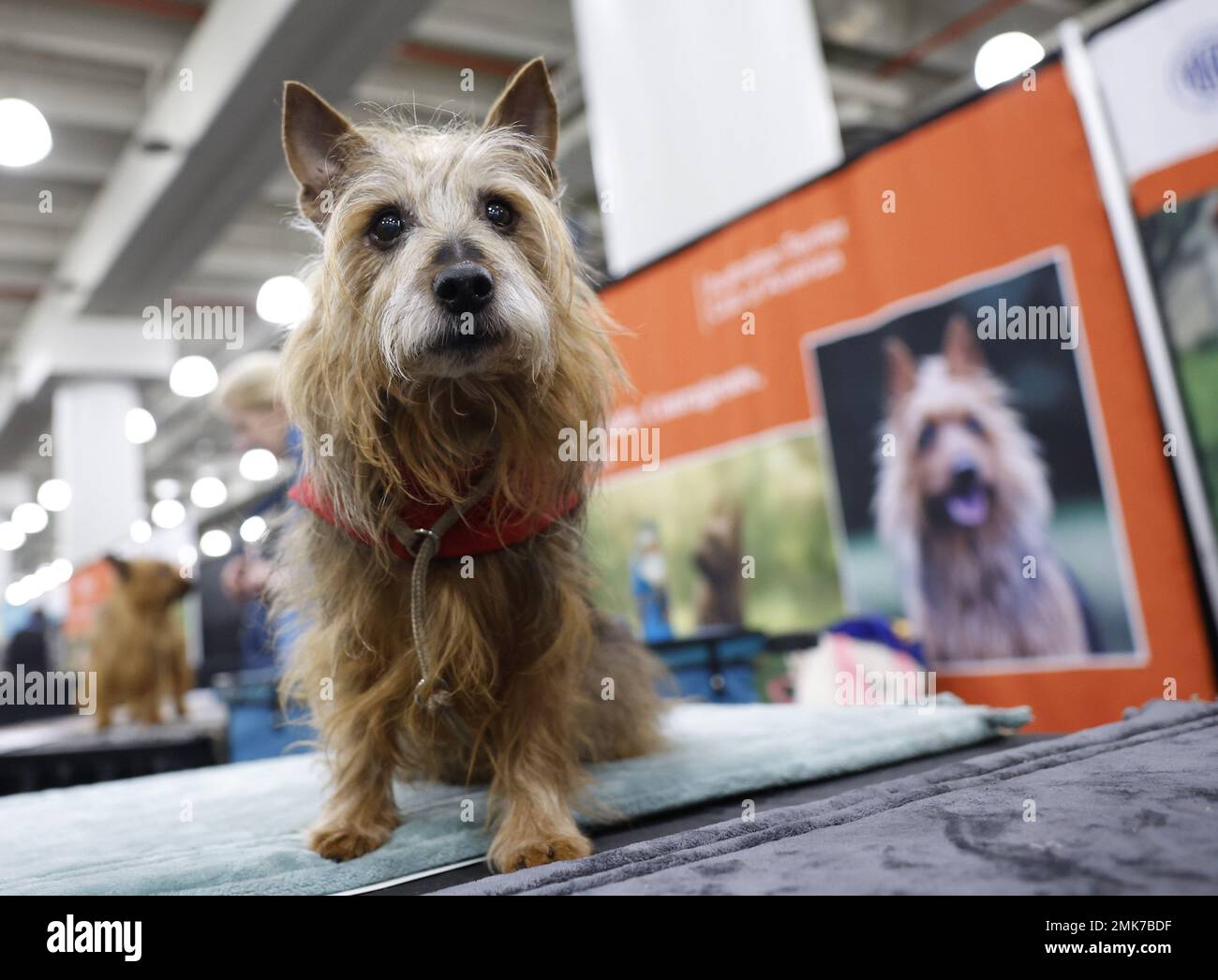 New York, Stati Uniti. 27th Jan, 2023. Un Australian Terrier si siede su un tavolo quando l'American Kennel Club tiene il suo evento annuale AKC Meet the Breeds al Javits Center sabato 28 gennaio 2023 a New York City. Foto di John Angelillo/UPI Credit: UPI/Alamy Live News Foto Stock