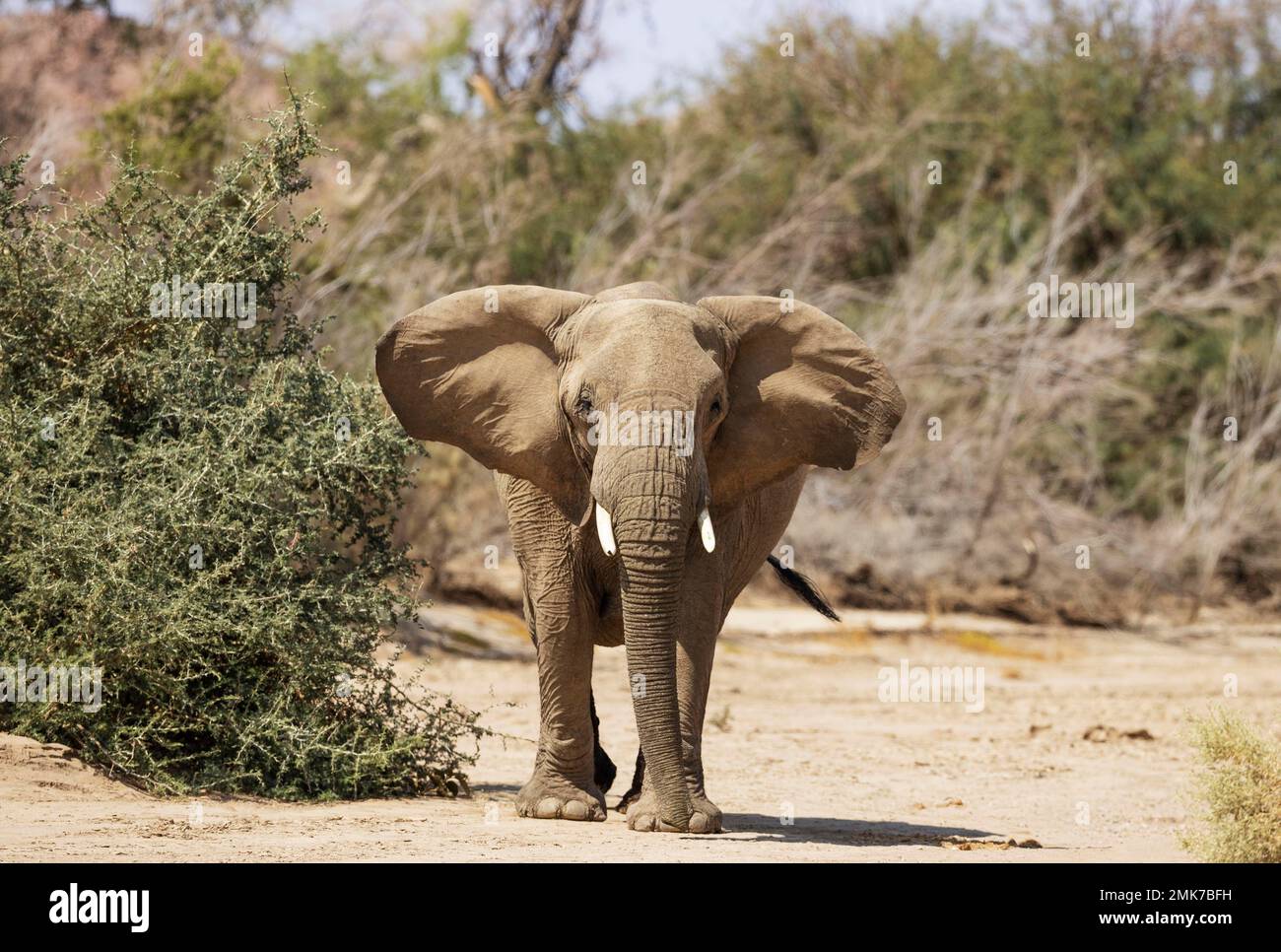 Elefante africano (Loxodonta africana), cosiddetto elefante del deserto, subadulto che cerca di impressionare il fotografo, nel letto secco del fiume Ugab Foto Stock
