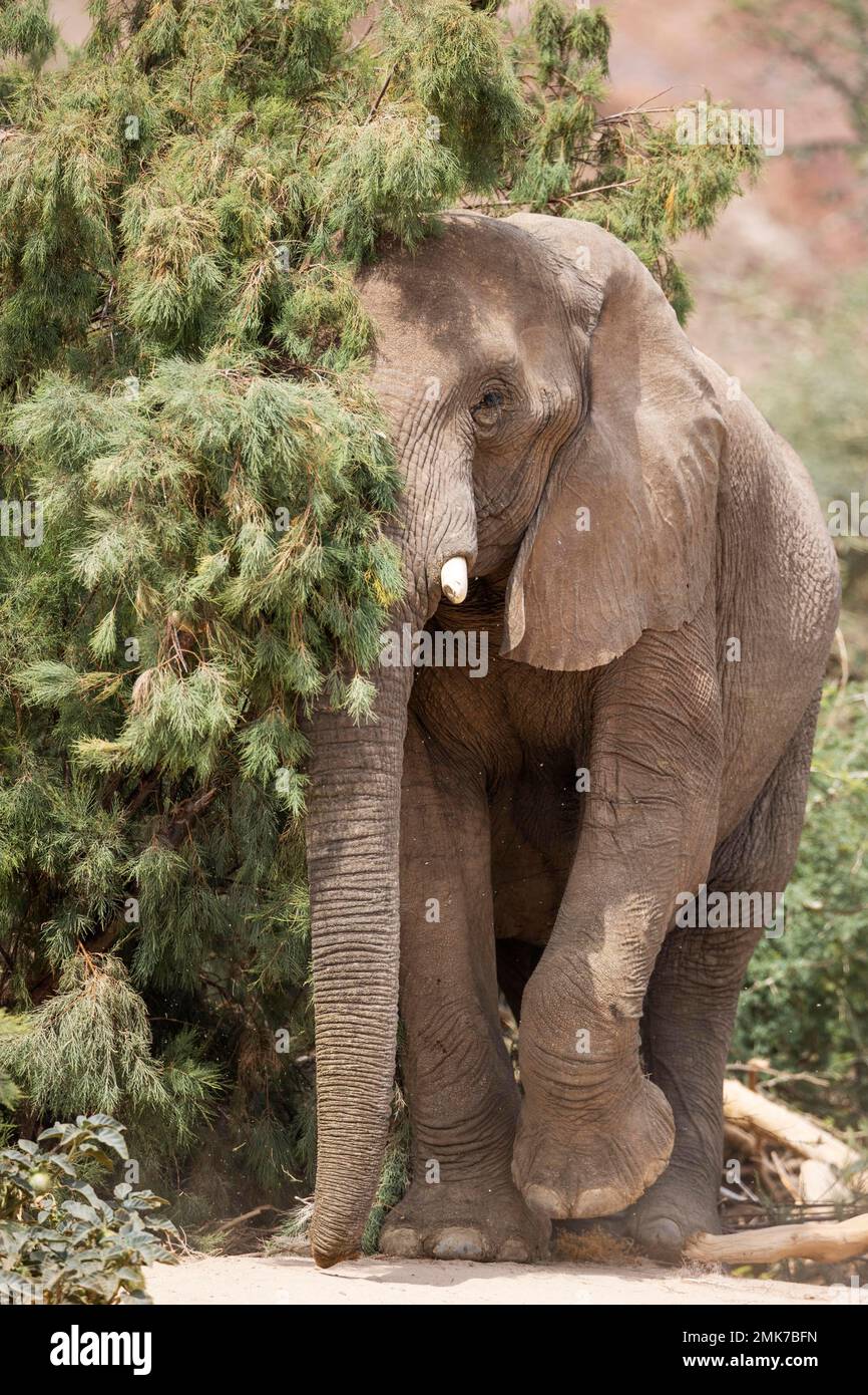 Elefante africano (Loxodonta africana), cosiddetto elefante del deserto, mucca nel letto secco del fiume Ugab, Damaraland, Namibia Foto Stock