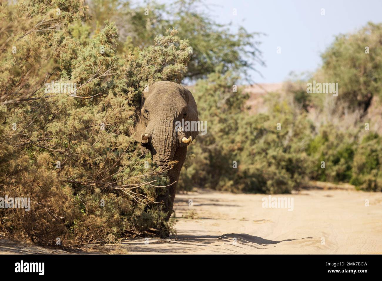 Elefante africano (Loxodonta africana), cosiddetto elefante del deserto, nel letto secco del fiume Ugab, Damaraland, Namibia Foto Stock