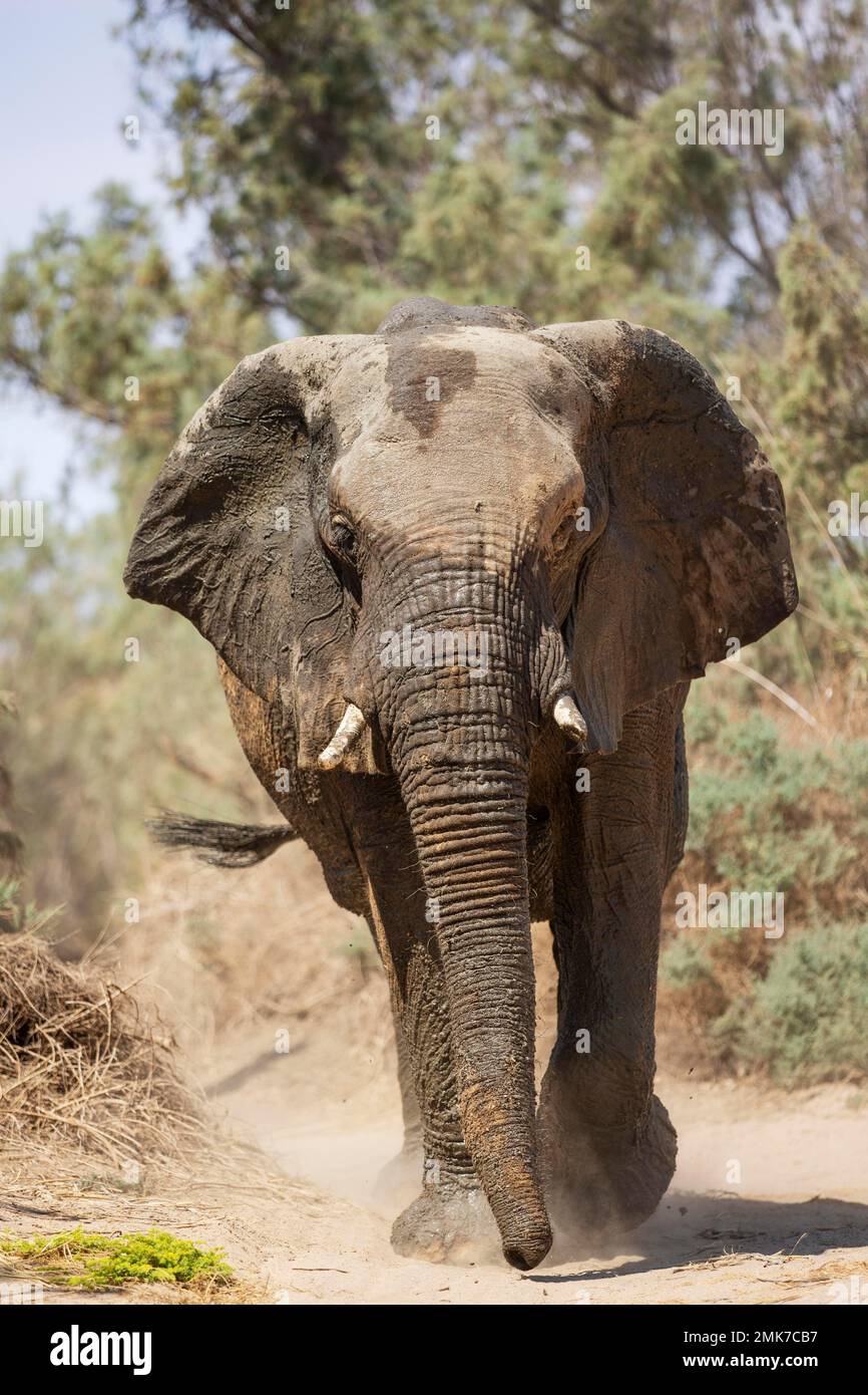 Elefante africano (Loxodonta africana), cosiddetto elefante del deserto, toro nel letto secco del fiume Ugab, Damaraland, Namibia Foto Stock