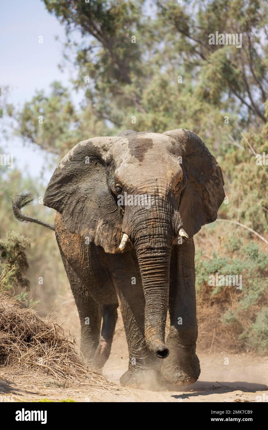 Elefante africano (Loxodonta africana), cosiddetto elefante del deserto, toro in letto secco del fiume Ugab, Damaraland, Namibia Foto Stock