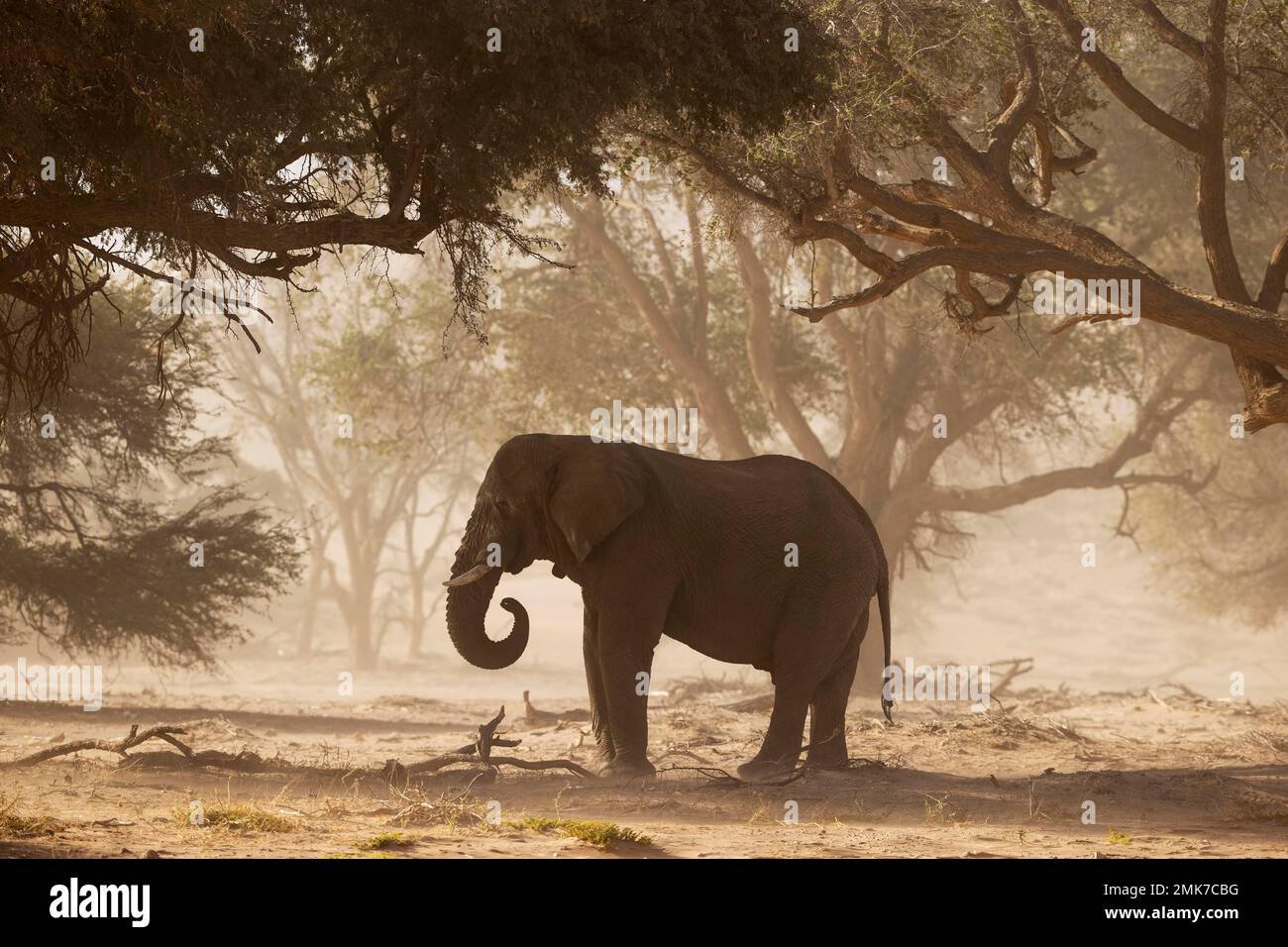 Elefante africano (Loxodonta africana), cosiddetto elefante del deserto, toro durante una tempesta di sabbia nel letto secco del fiume Huab, nutrendo i semi di acacia Foto Stock