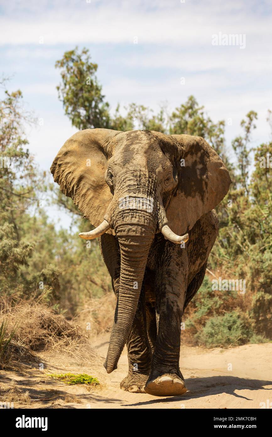 Elefante africano (Loxodonta africana), cosiddetto elefante del deserto, nel letto secco del fiume Ugab, Damaraland, Namibia Foto Stock