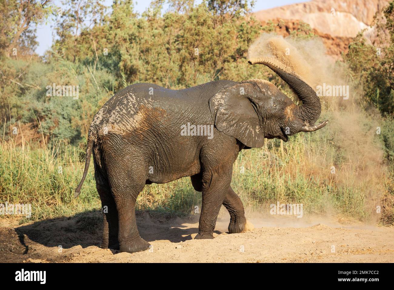 Elefante africano (Loxodonta africana), cosiddetto elefante del deserto, toro godendo di un bagno di polvere, Damaraland, Namibia Foto Stock