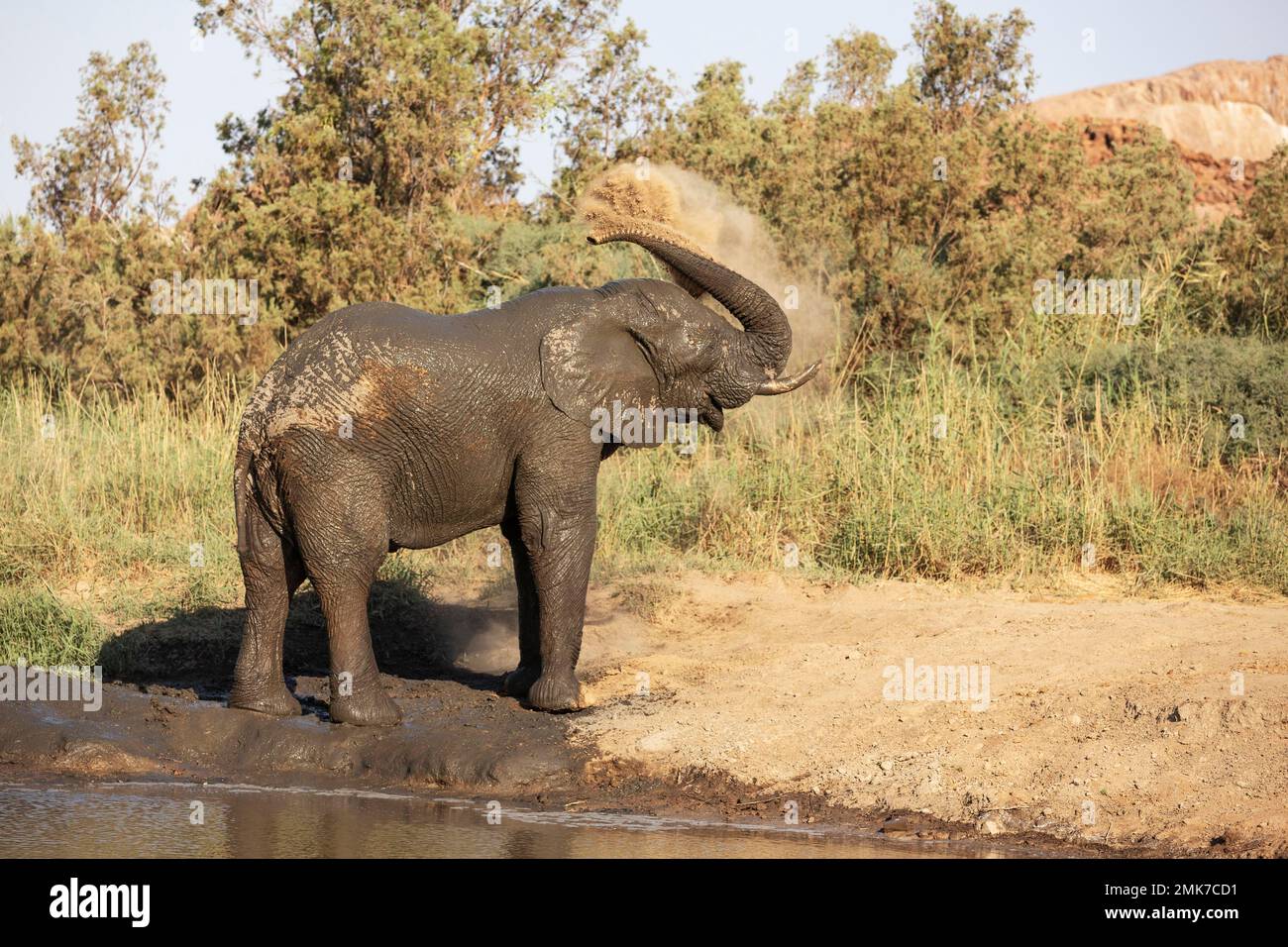 Elefante africano (Loxodonta africana), cosiddetto elefante del deserto, toro godendo di un bagno di polvere, Damaraland, Namibia Foto Stock
