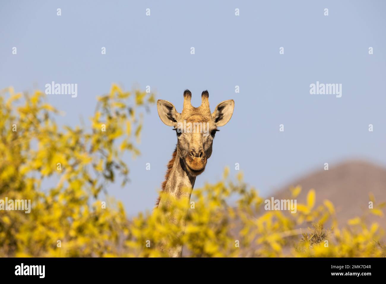 Giraffa angolana (giraffa angolensis), femmina, Kaokoland, Regione di Kunene, Namibia Foto Stock