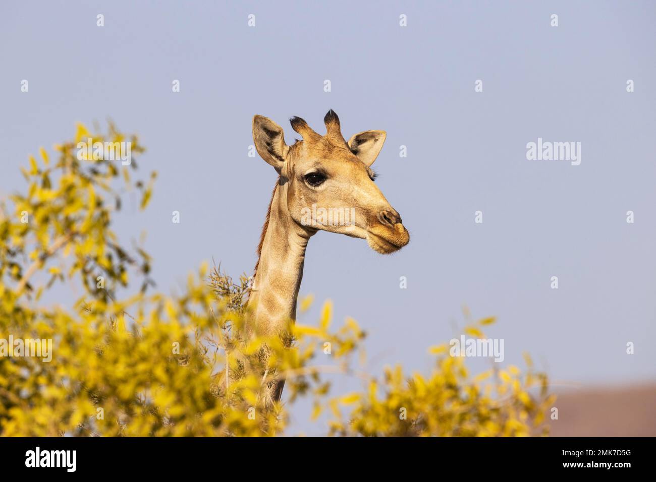 Giraffa angolana (giraffa angolensis), femmina, Kaokoland, Regione di Kunene, Namibia Foto Stock