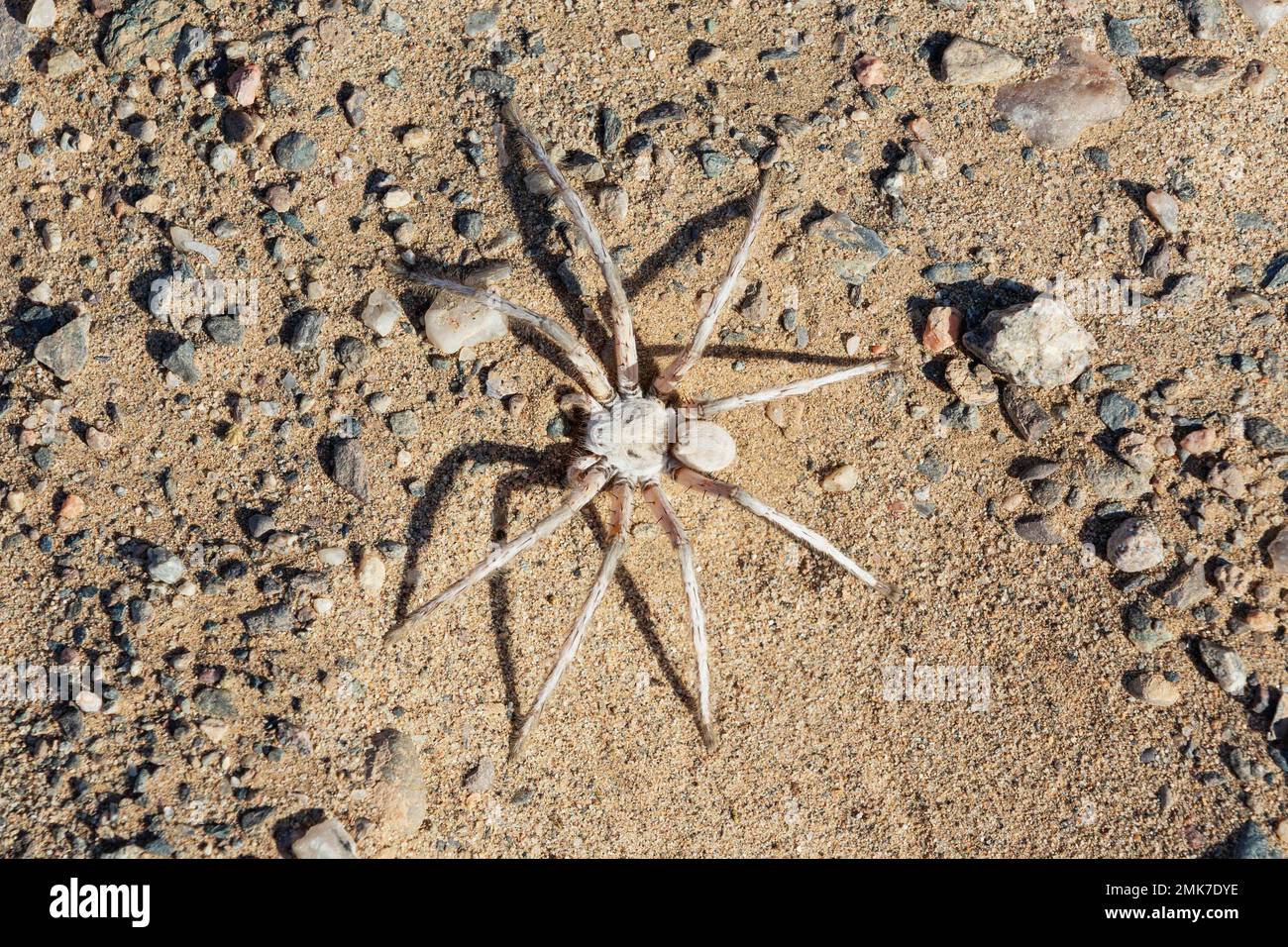 Dancing White Lady Spider (Leucchorchstrais arenicola), nelle vicinanze del fiume Hoanib, Damaraland, Kunene, Namibia Foto Stock