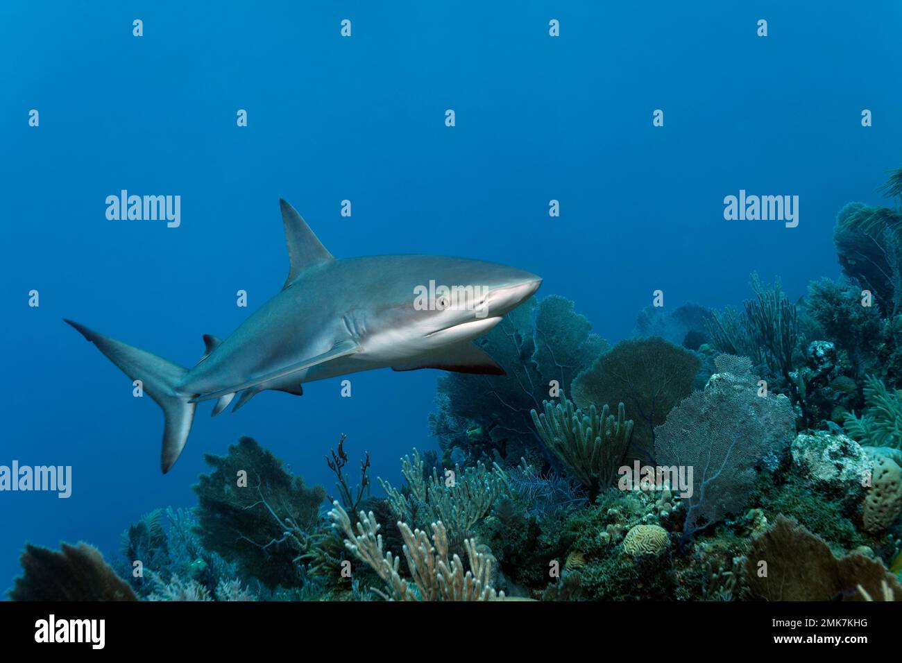 Squalo giovanile della barriera corallina dei caraibi (Carcharhinus perezi), nuoto sulla barriera corallina, Jardines de la Reina, Mar dei Caraibi, Repubblica di Cuba, Mar dei Caraibi Foto Stock