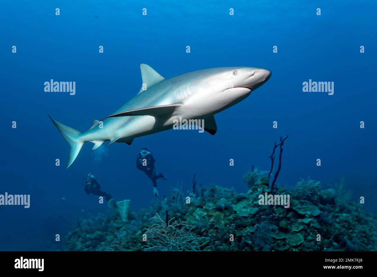 Il subacqueo osserva lo squalo della barriera corallina caraibica (Carcharhinus perezi) che nuota sulla barriera corallina, Jardines de la Reina, Mar dei Caraibi, Repubblica di Cuba, Caraibi Foto Stock