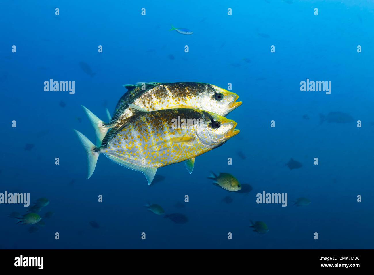 Tre arance macchie arancioni macchia di alberi (Carangoides bajad) caccia per le prede in mare aperto, Oceano Pacifico, Grande barriera Corallina, UNESCO World Foto Stock