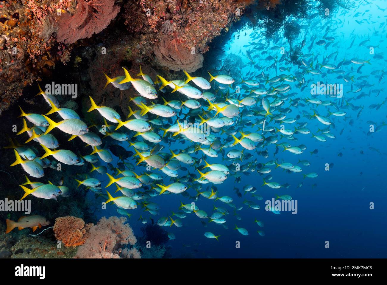Scialata di fusilier giallo rosso (Caesio Cuning) sotto la sporgenza della barriera corallina, Oceano Pacifico, Grande barriera Corallina, Sito Patrimonio dell'Umanità dell'UNESCO Foto Stock