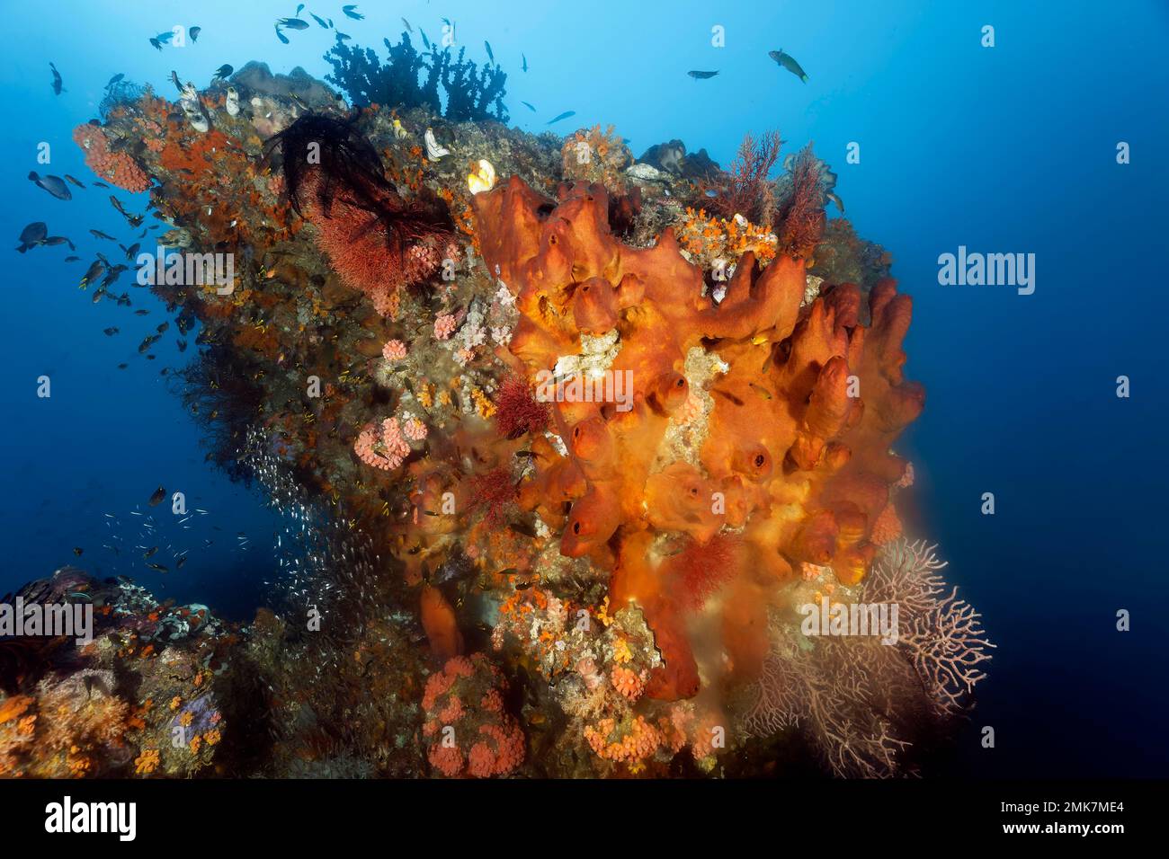 Blocco di corallo con spugna (Jaspis stellifera) marrone, in basso a destra, deposita spemi lattiginosi, riproduzione asessuale, Oceano Pacifico, Grande barriera Corallina Foto Stock